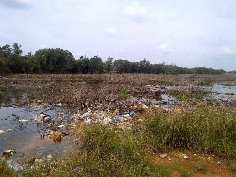 Inilah pohon bakau yang habis di tebang oleh PT. Pinguin secara membabi buta.
