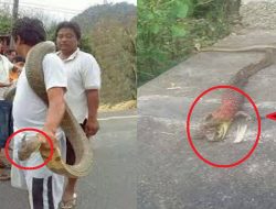 Heboh, Warga Tangkap Ular Bertanduk Dan Berkaki