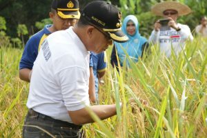 Awe Turut Panen Perdana Padi Gogo Mahasiswa D1 IPB