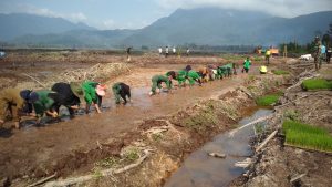 Lingga Kembali Lakukan Penanaman Padi Serentak