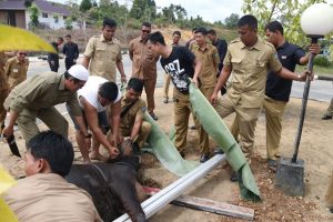 440 Ekor Hewan Kurban Disebarkan di Enam Kecamatan