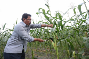 Panen Jagung Manis, Nurdin Optimis Kesejahteraan Meningkat