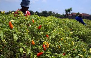Harga Cabe Hasil Perkebunan Desa Panggak Darat Rp 40 Ribu Perkilonya