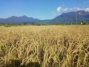 Petani Desa Panggak Darat Tetap Prokduksi Padi di Tengah Covid-19