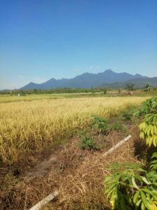 Wakil Ketua I DPRD Lingga Apresiasi Semangat Petani Panggak Darat