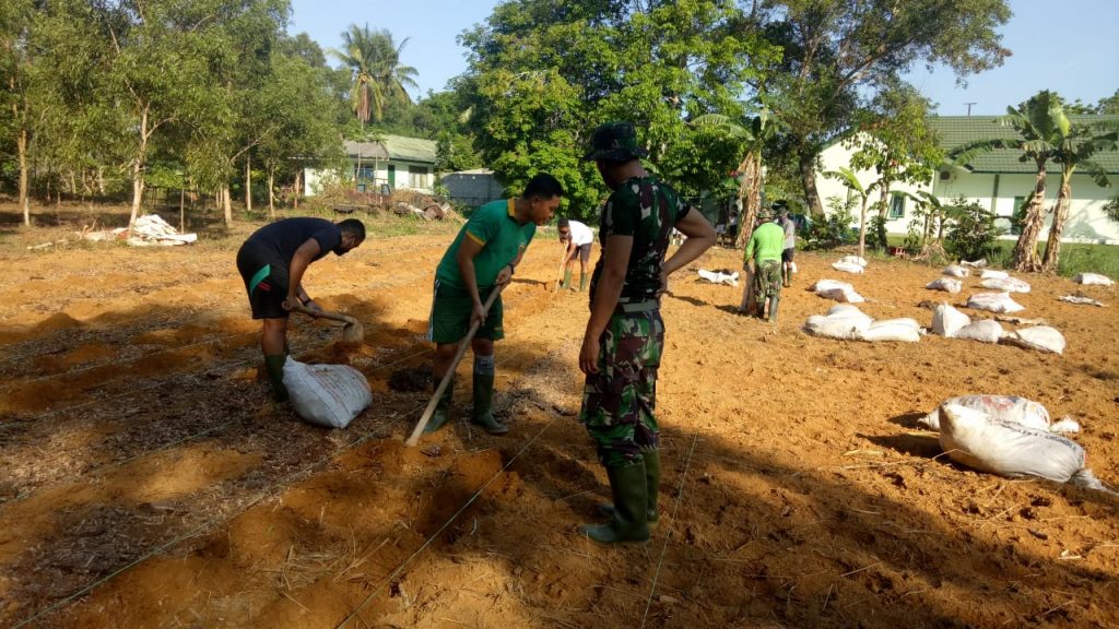 Ditengah Pandemi Corona, Kodim 0315 Bintan Tanam Jagung Seluas 1 Hektar