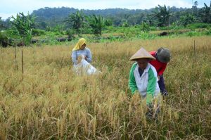 Menunjang Penguatan Pangan, Desa Bukit Langkap Panen Padi 12 Hektar