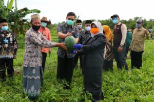 Rahma Panen Raya Cabe dan Semangka di Ponpes Al Kautsar