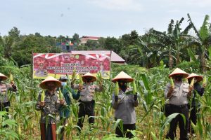 Polres Tanjungpinang Panen Raya Jagung di Kampung Tangguh Nusantara