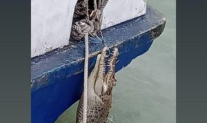 Heboh, Ada Buaya di Pelabuhan Buton Daek