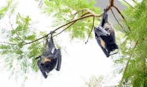 Provinsi Kepri Waspadai Ancaman Virus Nipah dari Malaysia
