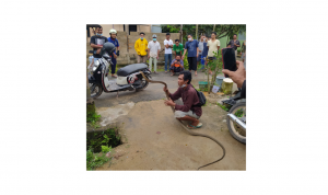 King Cobra Masuk Rumah, Pawang Pun Didatangkan