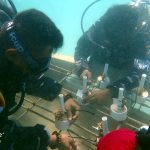 Peringatan HUT RI-76, Lanal Tarempa laksanakan Penanaman Fragmen Terumbu Karang