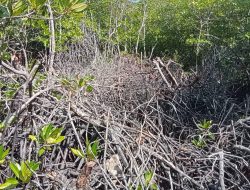 Mangrove Desa Mamut Terancam Punah, Akibat Aktivitas Dapur Arang Pulau Petai