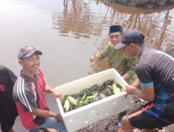 Tambak Ketam Bakau Prioritas Kades Sungai Pinang Tingkat Ketahanan Pangan