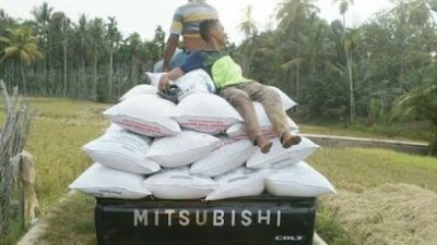 Harga Gabah Meningkat, Petani Nagan Raya Tersenyum Gembira