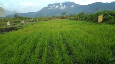 Bupati Lingga Yakin Sawah Panggak Darat Akan Menjadi Lumbung Padi