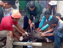 Idul Adha 1444 H, Masjid Al-Mubarak Desa Senggoro Sembelih 3 Ekor Sapi dan 5 Ekor Kambing