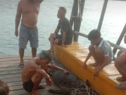 Buaya Yang Teror Warga di Pulau Kelong Akhirnya Berhasil Ditangkap