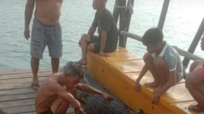 Buaya Yang Teror Warga di Pulau Kelong Akhirnya Berhasil Ditangkap