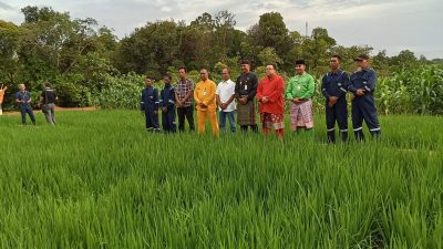 Warga Binaan Kelas I Tanjungpinang Tanam Padi di Tanjung Siambang