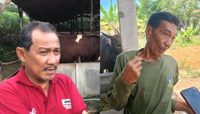 Pedagang Sapi Bahas Rumor Sulitnya Masukan Sapi Dari Luar