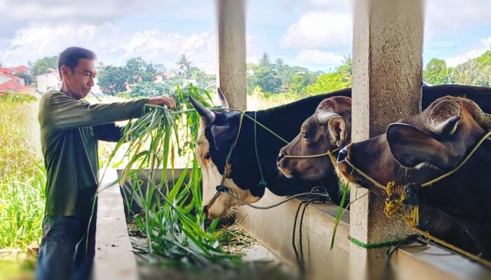Penjualan Menurun Bikin Pedagang Hewan Kurban Gelisah