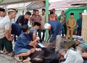 Idul Adha 1445 H, Masjid Al-Mubarak Desa Senggoro Sembelih 9 Ekor Hewan Qurban