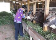 Bintan Siap Sambut Idul Adha 1445 H dengan Ketersediaan Hewan Kurban yang Melimpah