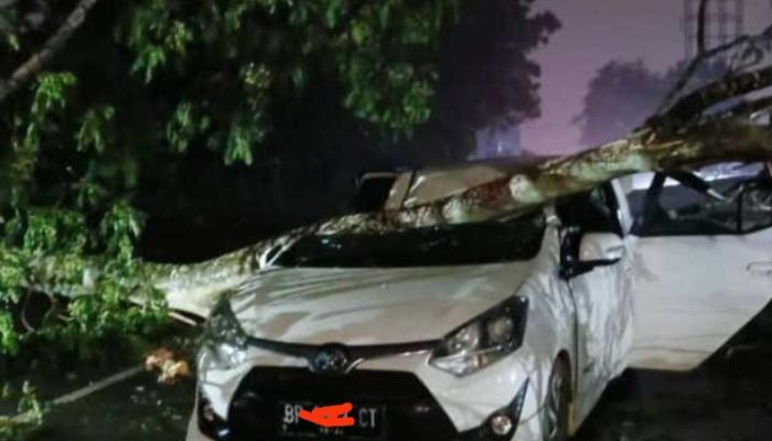 Sopir dan Mobil Agya Tertimpa Pohon Telah Dievakuasi