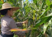 Polres Bintan Panen Jagung Manis, Dukung Program Ketahanan Pangan Nasional