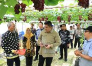 Pemkab Bintan Ajak Edukasi Sekaligus Mencicipi Buah Anggur Tembeling di Screenhouse