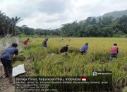 Kelompok Tani Tri Tunggal di Jemaja Timur Raih Panen Berlimpah, Hasil Ditawarkan ke Bulog