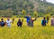 Panen Perdana BUMDes Permata Bukit Padi Perkuat Ketahanan Pangan Lokal di Jemaja Timur