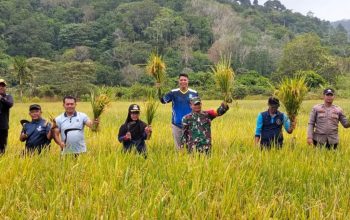 Panen Perdana BUMDes Permata Bukit Padi Perkuat Ketahanan Pangan Lokal di Jemaja Timur