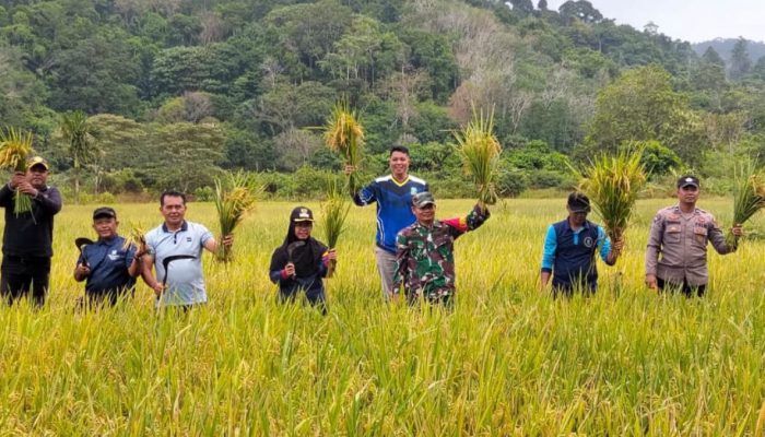 Panen Perdana BUMDes Permata Bukit Padi Perkuat Ketahanan Pangan Lokal di Jemaja Timur