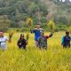 Panen Perdana BUMDes Permata Bukit Padi Perkuat Ketahanan Pangan Lokal di Jemaja Timur