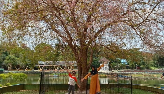 Bak Musim Semi di Jepang, Bunga Sakura di Kijang Mulai Bermekaran