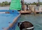 Apa Kabar Kasus Tragedi Kecelakaan Pekerja Pulau Poto? K3 PT Shandong Dipertanyakan