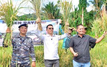 Panen Raya di HUT ke-18 Anambas: Bupati Aneng Turun ke Sawah, Alat Pertanian Langsung Disalurkan