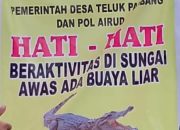 Waspada Saat Beraktivitas, Buaya Liar Berkeliaran di Sungai Kembung