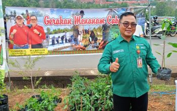 Bantu Warga Hemat Dapur, DP3 Tanjungpinang Putar Bibit Cabai dari 11 Kelompok Tani Binaan